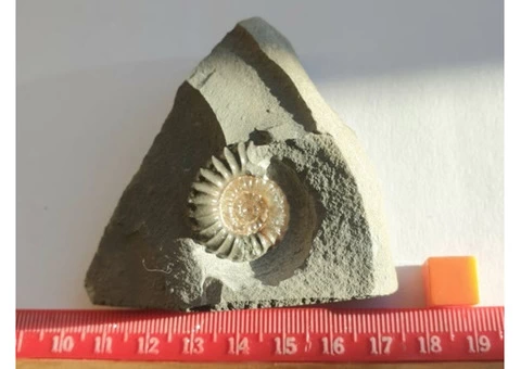 What makes Ammonite Fossil  so Unique? - 3/5