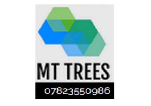 MT Trees Gallery