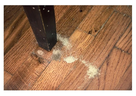Woodworm Specialists Near Me