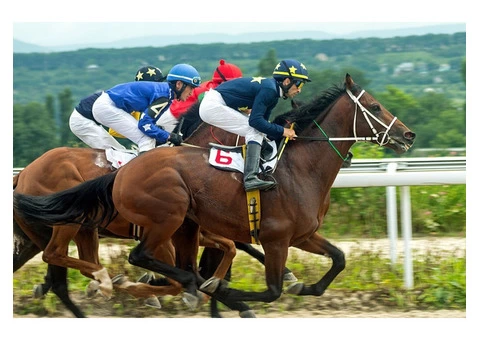 Cheltenham Racecourse Chauffeur Service