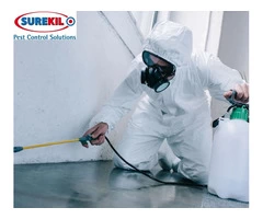 Say Goodbye to Bed Bugs with Surekil Pest Control Ltd - Your Trusted Pest Exterminators in London