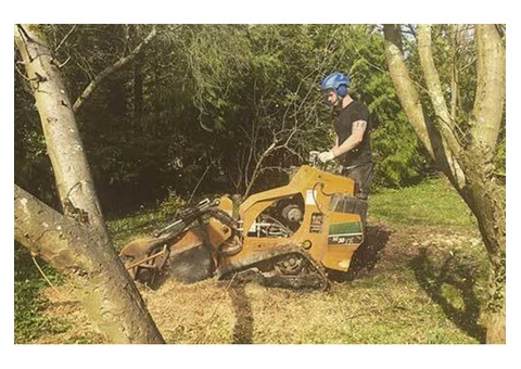 Get Wide Ranges of Maintenance Service from Tree Surgeons in Dorking