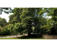 Hire Qualified Tree Surgeons in Leatherhead for Arboricultural Needs