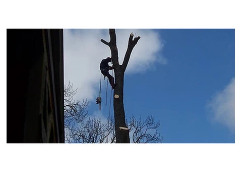 Leading and best Tree Surgeon Services  in Northumbeland - 3/3