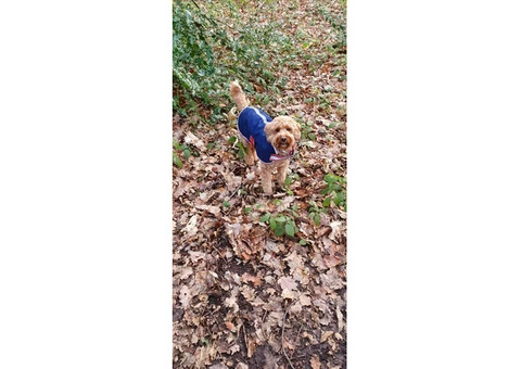 Dog Training Sidcup | Polly's Pet Care Services