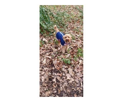 Dog Training Sidcup | Polly's Pet Care Services