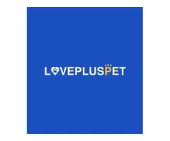 We offer the best dog hip brace on the market at LOVEPLUSPET