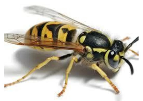 Why do you need to Remove Honey Bee Comb?