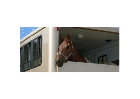 Douglas Horse Transport - Reliable Horse Transport Services in Midlands