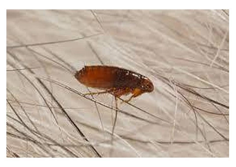 Insect Removal Wolverhampton