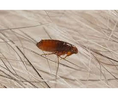 Insect Removal Wolverhampton