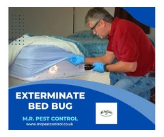 Exterminate bed bug