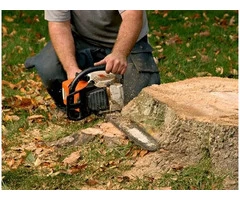 Expert Tree Surgeons in Belfast - Transforming Your Landscape
