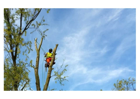 Recommended tree surgeon services in Lincolnshire