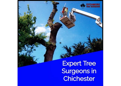 Expert Tree Surgeons in Chichester | Professional Tree Care Services