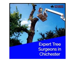 Expert Tree Surgeons in Chichester | Professional Tree Care Services