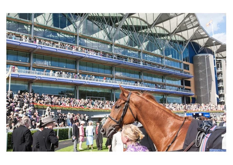 Royal Ascot Chauffeur London: Hire At JK Executive Chauffeurs - 1/4