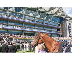Royal Ascot Chauffeur London: Hire At JK Executive Chauffeurs