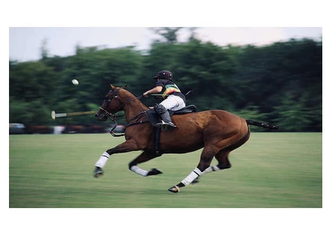 Royal Ascot Chauffeur London: Hire At JK Executive Chauffeurs - 3/4