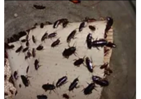 Pest Control Walsall
