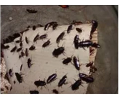 Pest Control Walsall