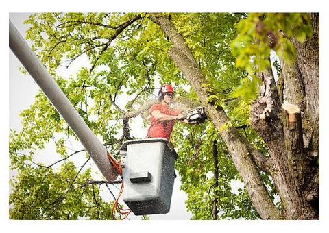 Transform your landscape with Belfast Tree Surgeons