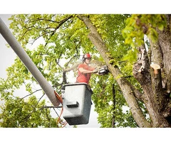 Transform your landscape with Belfast Tree Surgeons