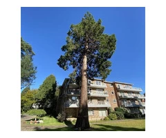 Tree Surgery Services In Weymouth