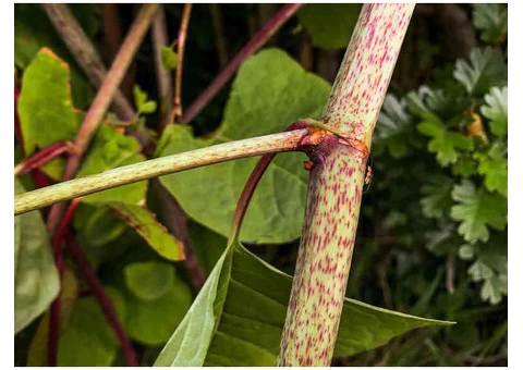 Knotweed Solutions Limited - 1/5