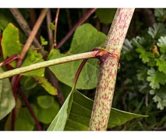 Knotweed Solutions Limited
