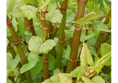Knotweed Solutions Limited - 3/5