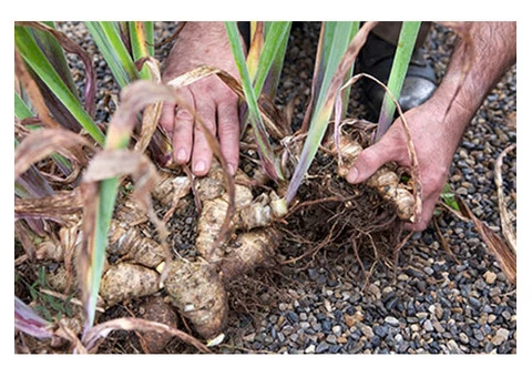 Knotweed Solutions Limited - 4/5