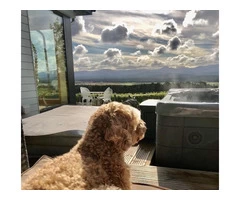 Pet-Friendly Lodges in Scotland