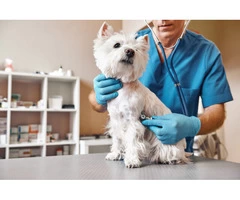 PawSafe: Canine Disinfectant For Dogs Clean And Healthy