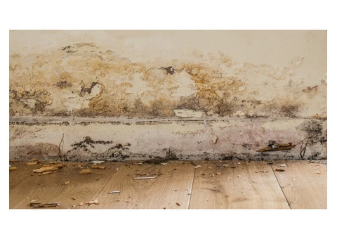 Revitalize Your Space with Damp 2 Dry Solution's Premier Rising Damp Services