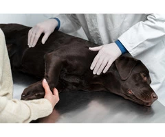 Animal Lovers What You Need To Know About Canine First Aid Diploma