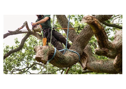 Professional Tree Surgeons in Surrey Area