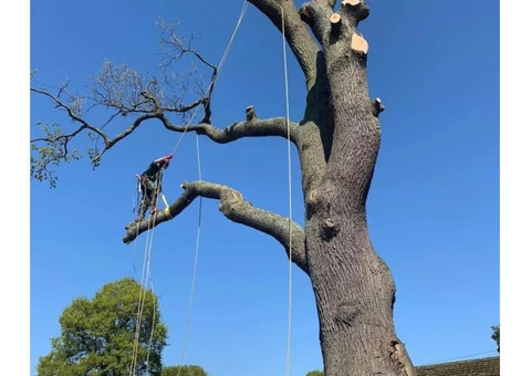 Expert Tree Care Services in Surrey - Enhance the Beauty of Your Landscape!
