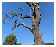 Expert Tree Care Services in Surrey - Enhance the Beauty of Your Landscape!