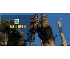 Tree Stump Removal Glasgow