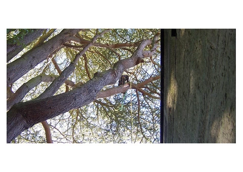 Get wide range of tree work services in  Northumberland. - 2/3