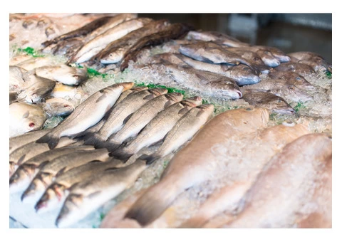 Best Fishing Merchant in Cornwall
