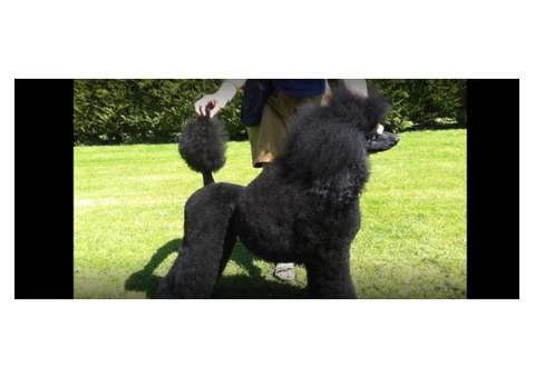 Missy Pawfect: Your Trusted Pet Grooming Service in Epsom
