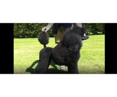 Missy Pawfect: Your Trusted Pet Grooming Service in Epsom