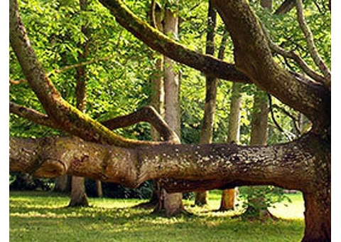 Treework Environmental Practice - 2/10