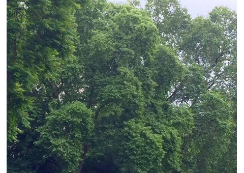 Treework Environmental Practice - 5/10