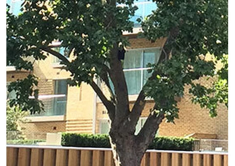 Treework Environmental Practice - 9/10