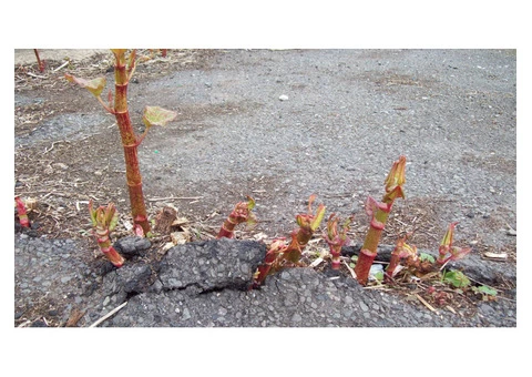 Say Goodbye to Japanese Knotweed Removal in Midlands.