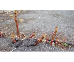 Say Goodbye to Japanese Knotweed Removal in Midlands.