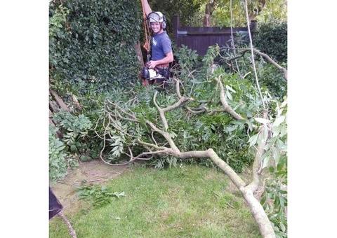 Get Professional Tree Surgery Specialist in Sheffield - 1/3